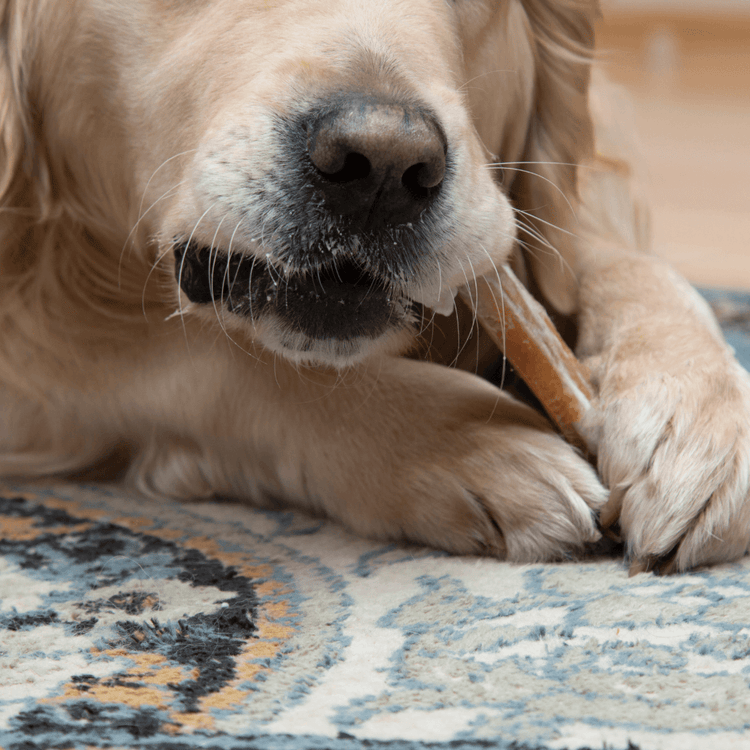 What Causes Bad Breath in Dogs: Unmasking the Culprits and Natural Solutions