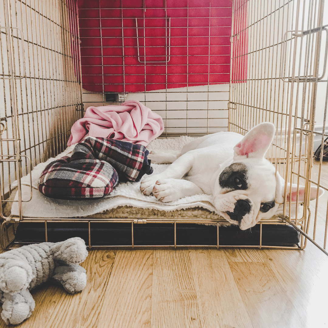 10 Tips for Crate Training a Puppy