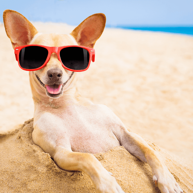 How to Keep Your Dog Cool and Safe During a Heatwave
