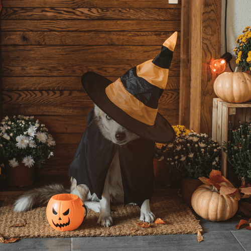 How to Keep Your Dog Safe This Halloween: A Complete Guide for Dog Owners