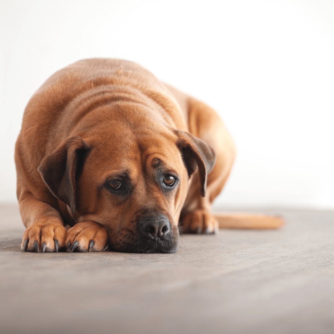 Can Dog Treats Cause Diarrhea?
