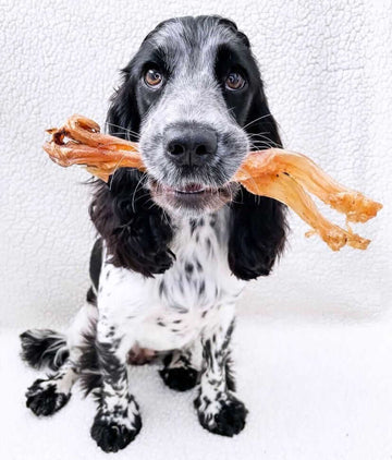 Dark Slate Gray Beef Tendon Chews