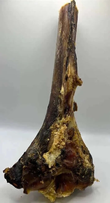 Gray Ostrich large tiba bone