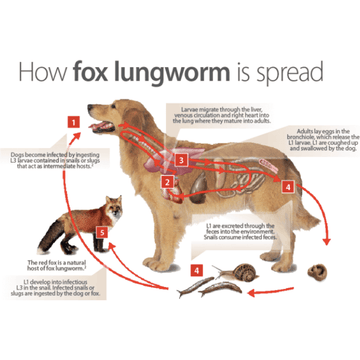 Rosy Brown Lung Worm Testing Kit